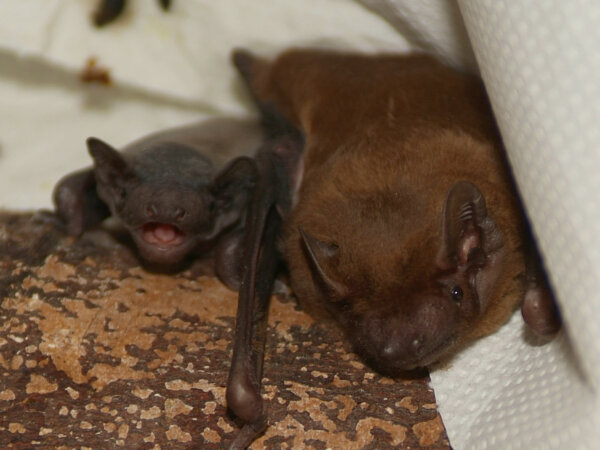 A new generation takes flight: first baby bats of 2025