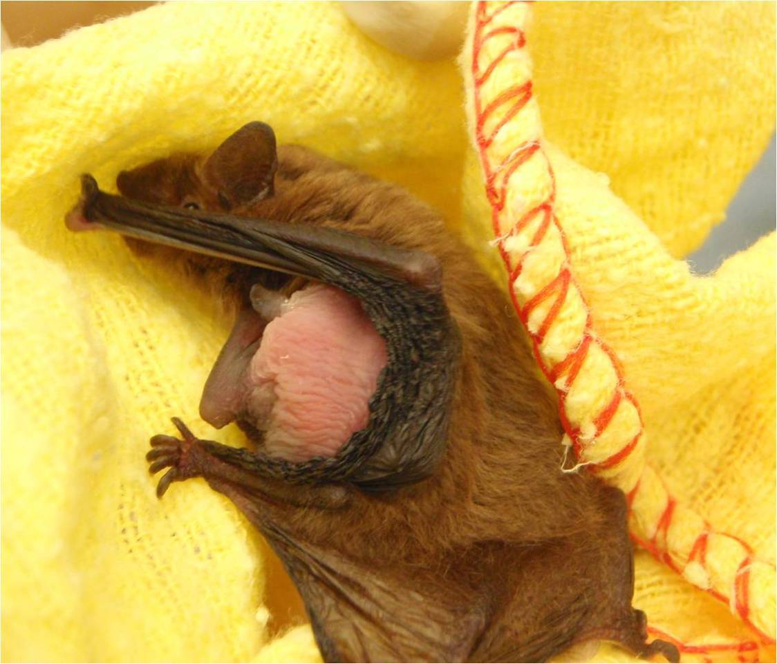 Managing bats entering living areas