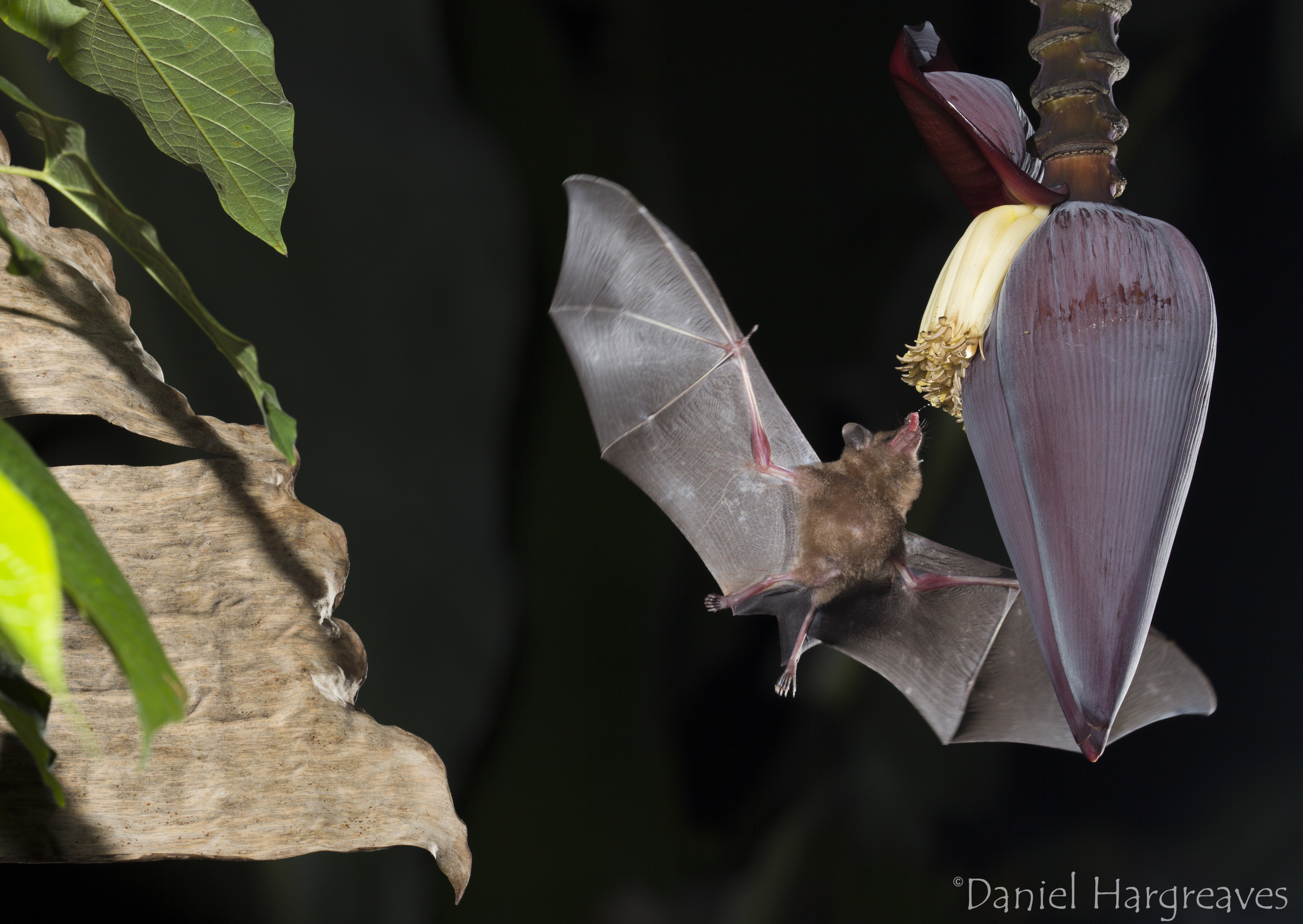 What have bats ever done for us?