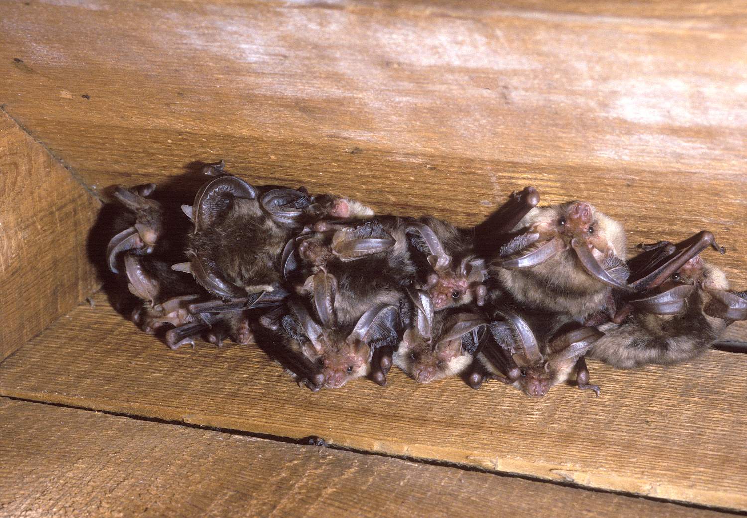 Aberdare man fined for carrying out renovation work which impacted large bat roost