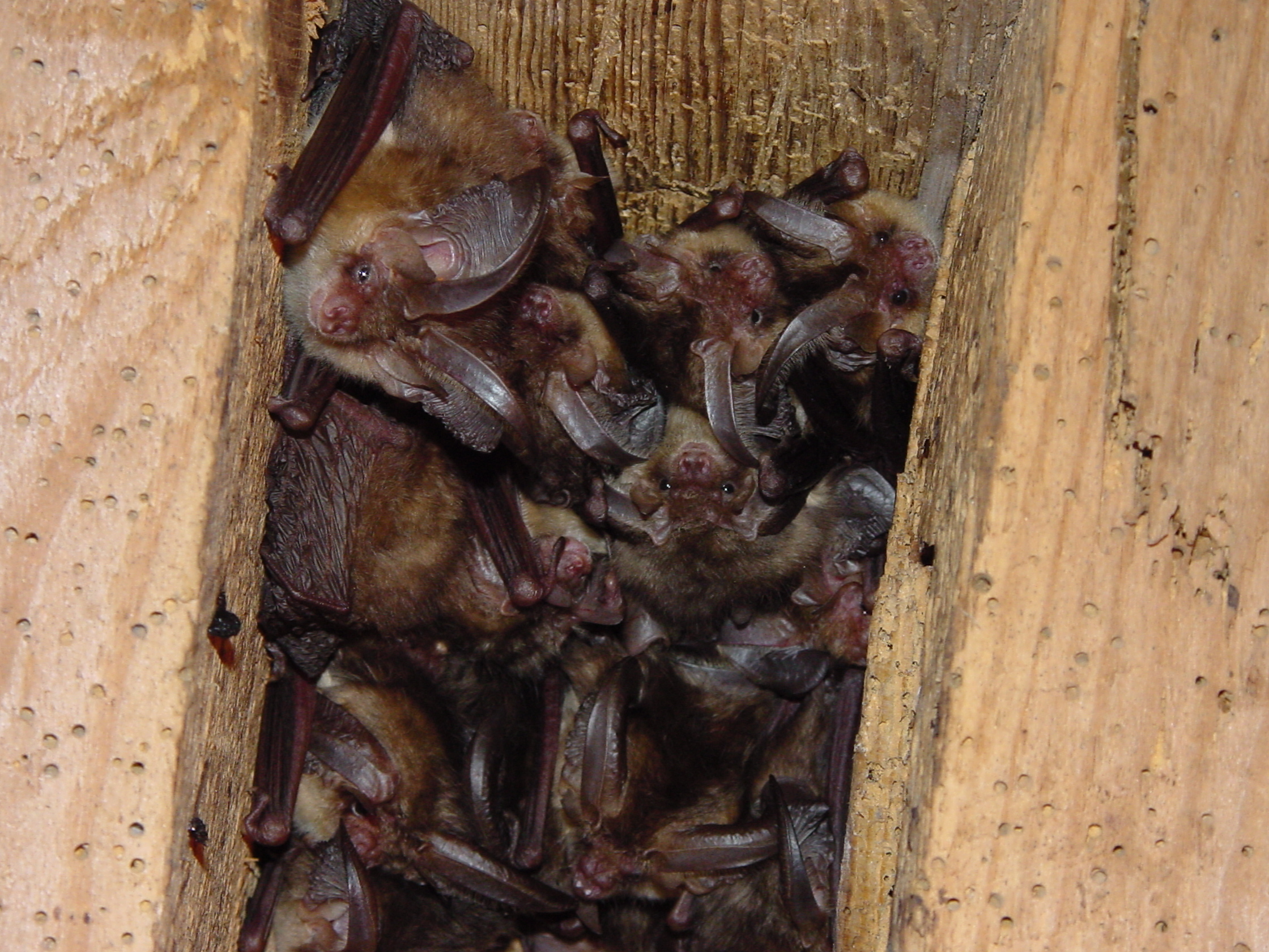 Roost Count