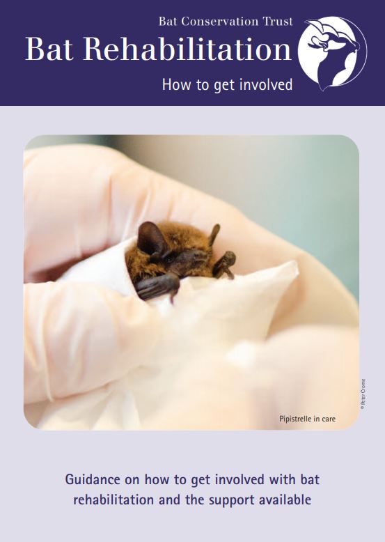 Bat Care Guidelines: A Guide to Bat Care for Rehabilitators