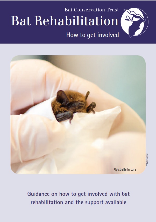 New leaflet available: Bat Rehabilitation  How to get involved