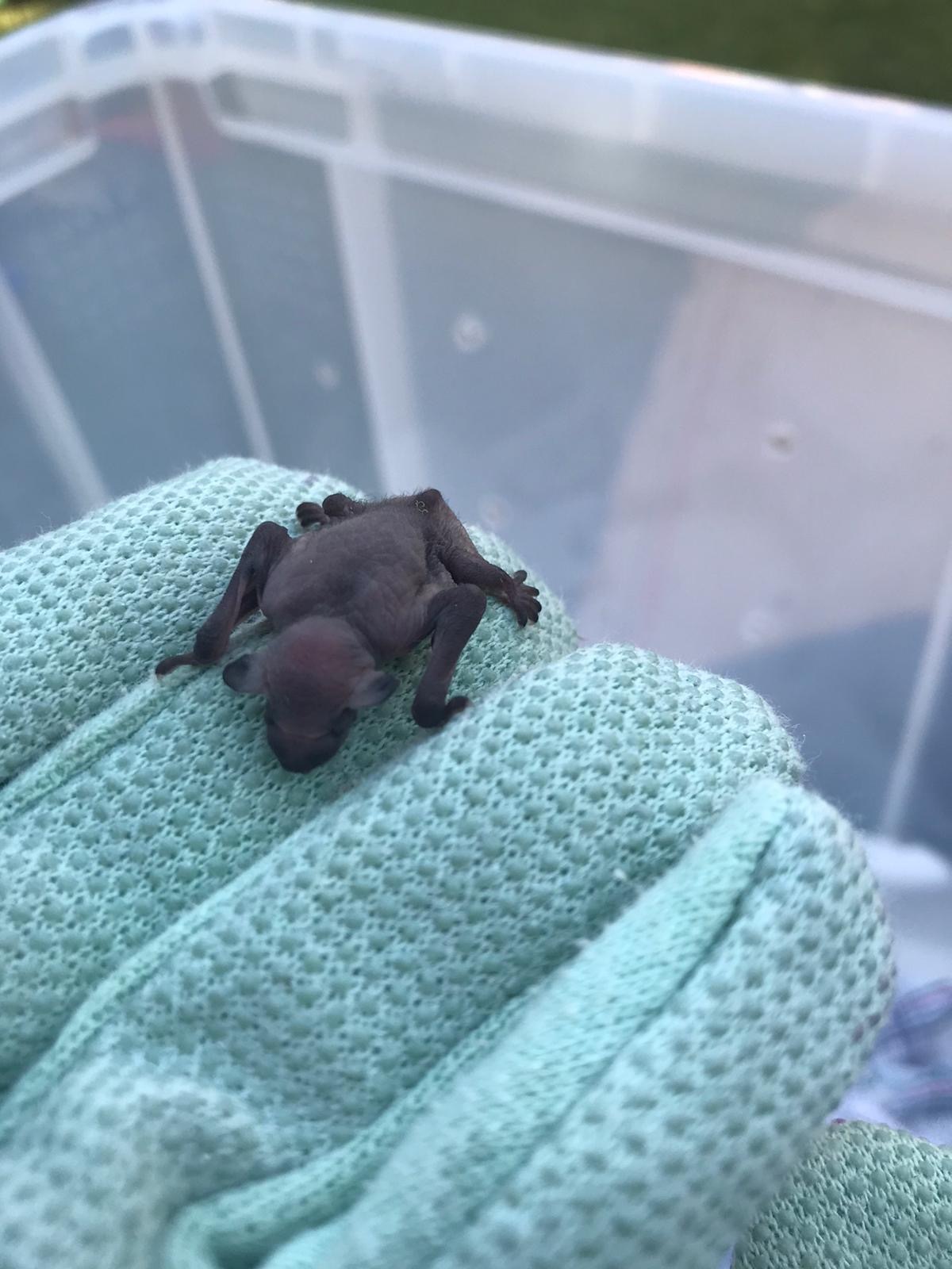 Helpline heroes rescue 63 baby bats struck by heat wave