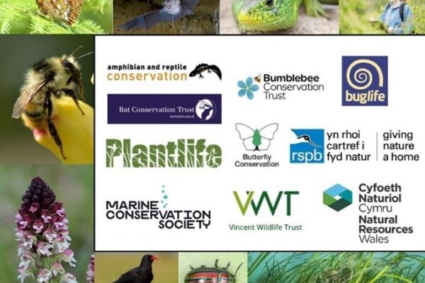 New initiative to save Wales’ threatened species – with lots of opportunities for people to get involved