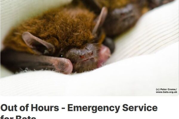 National Bat Helpline – a call for help