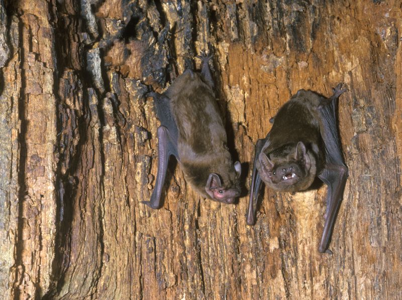 Bat Roost Tree Tag - Record Forms