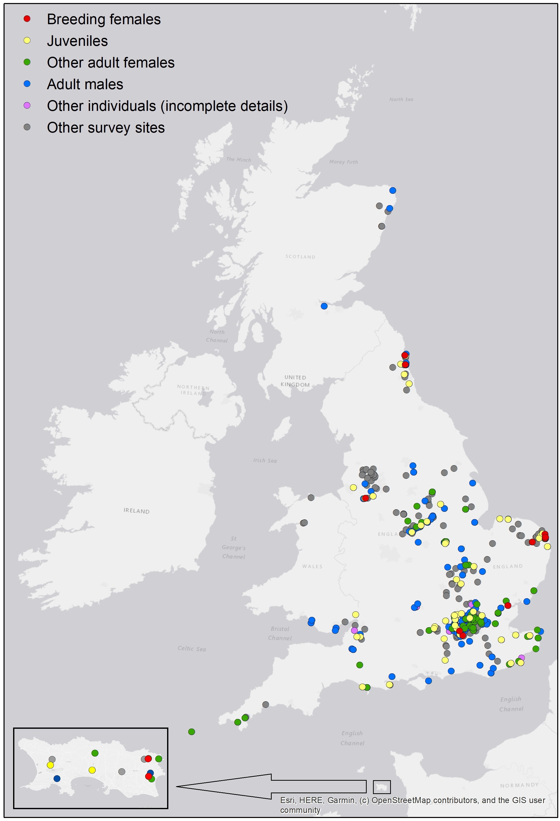 National Nathusius' Pipistrelle Project