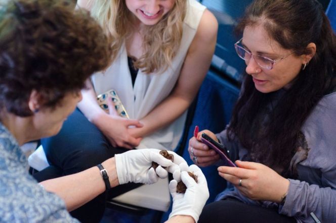 What does it take to be a bat carer?