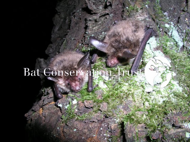 Bechstein's bat