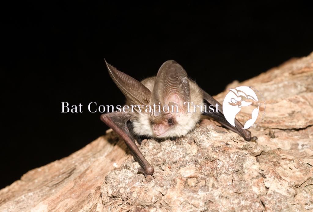 Brown long-eared bat