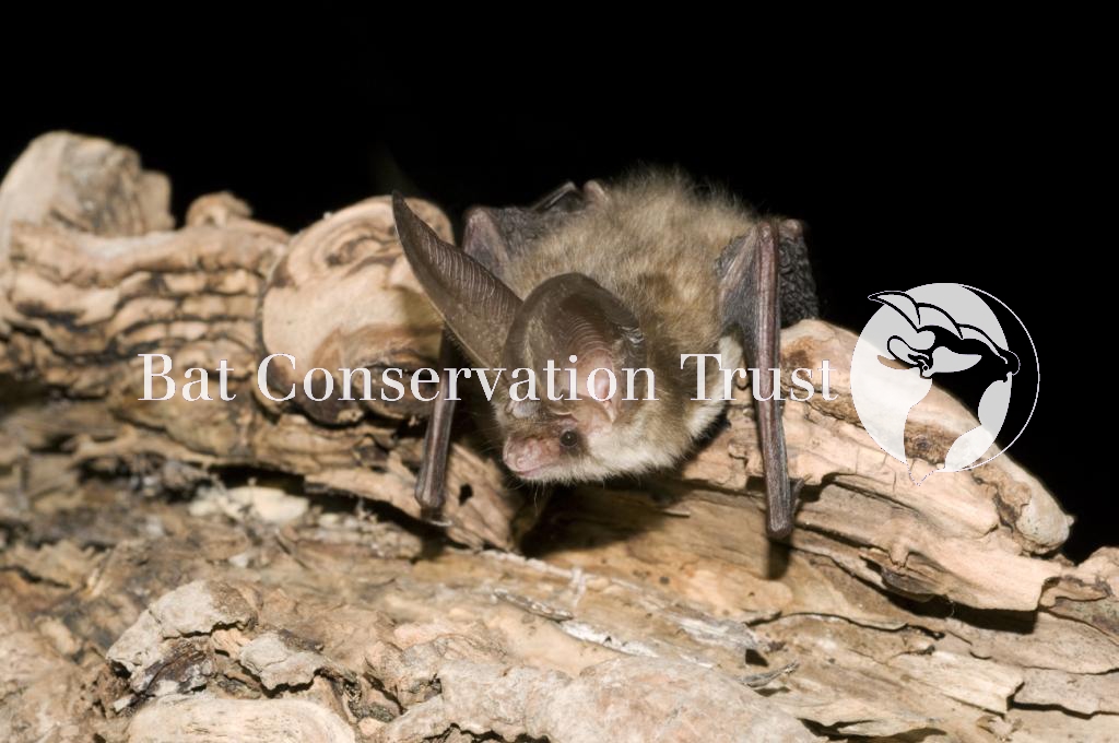 Brown long-eared bat