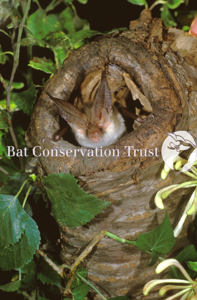 Brown long-eared bat