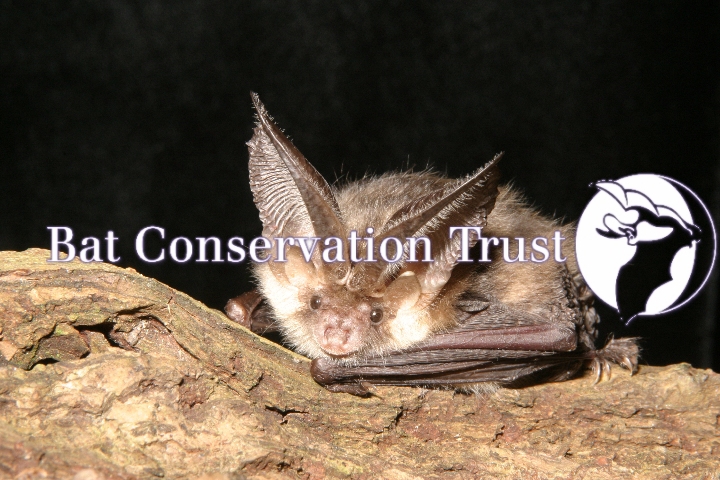 Brown long-eared bat