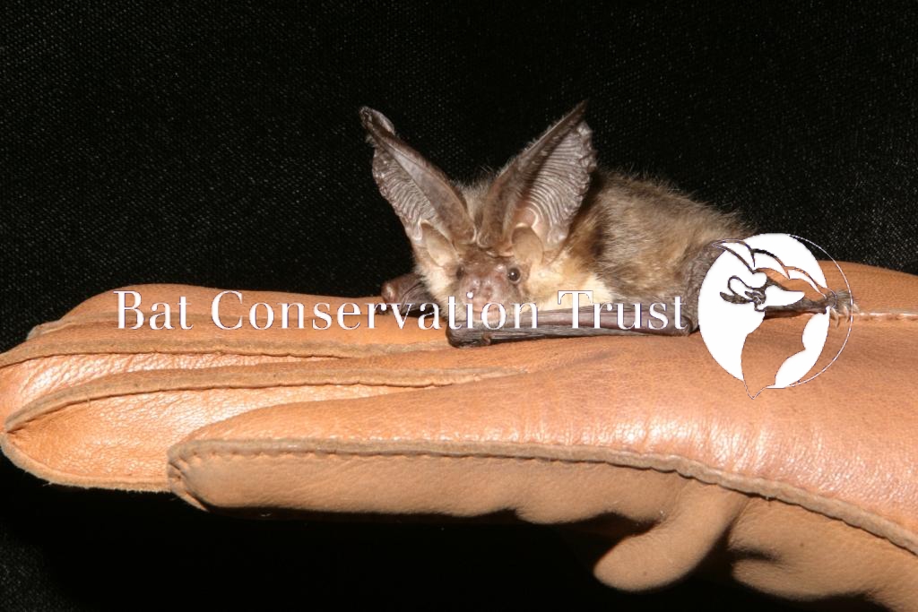 Brown long-eared bat