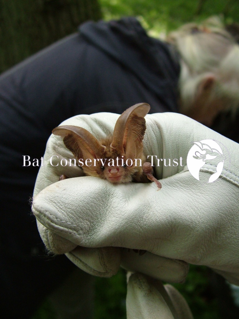 Brown long-eared bat