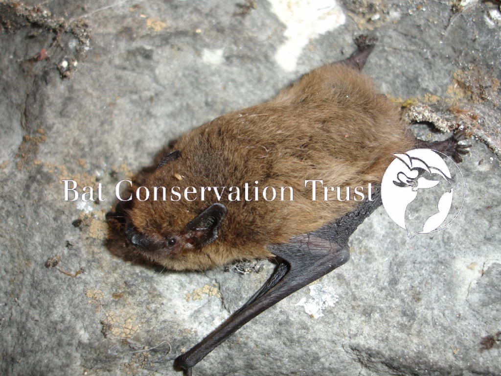 Common pipistrelle