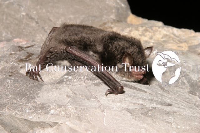 Daubenton's bat