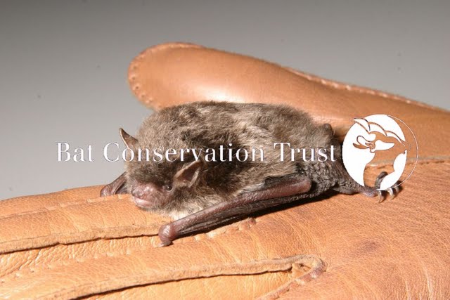 Daubenton's bat