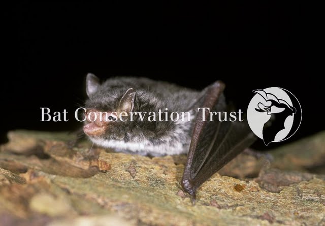 Daubenton's bat