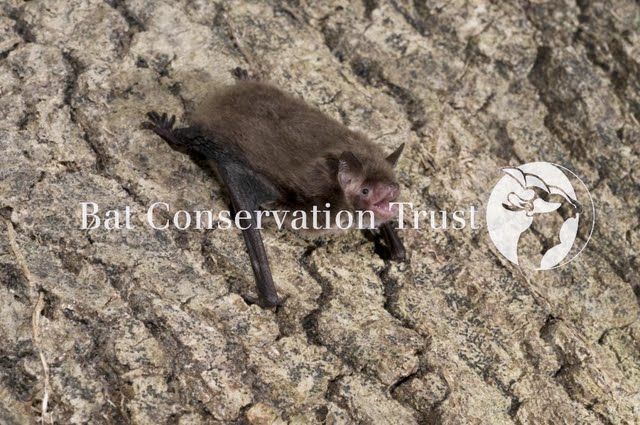 Daubenton's bat