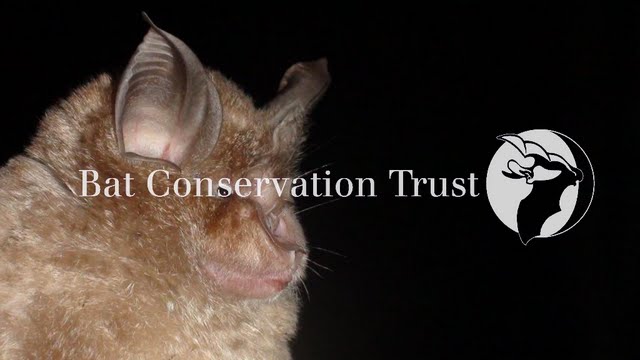 Greater horseshoe bat