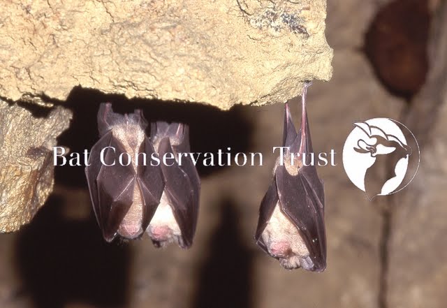 Greater horseshoe bat