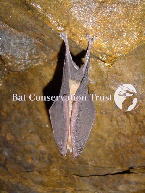 Greater horseshoe bat