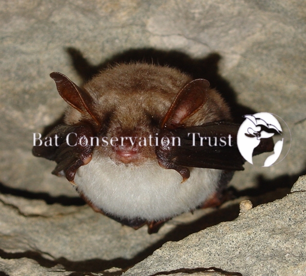 Greater mouse-eared bat