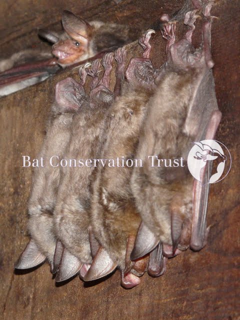 Greater mouse-eared bat