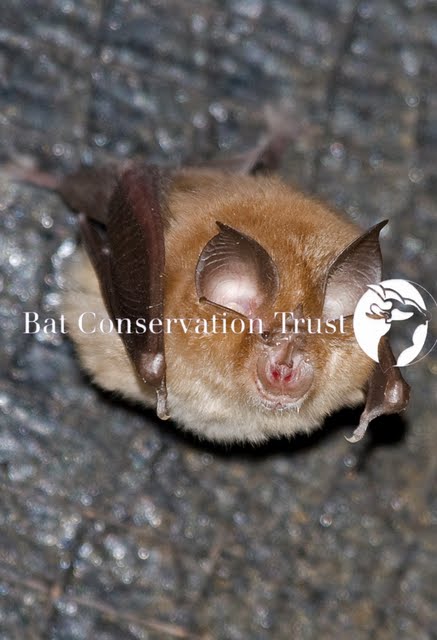 Lesser horseshoe bat