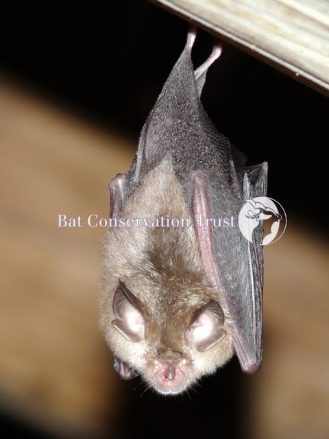 Lesser horseshoe bat