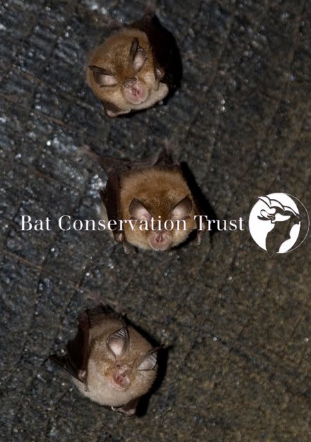 Lesser horseshoe bat