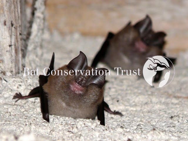 Lesser horseshoe bat