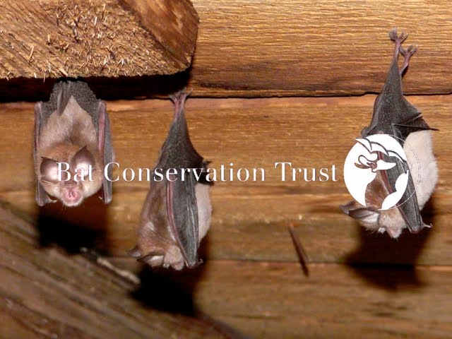 Lesser horseshoe bat