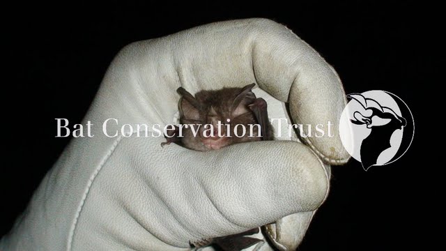 Lesser horseshoe bat