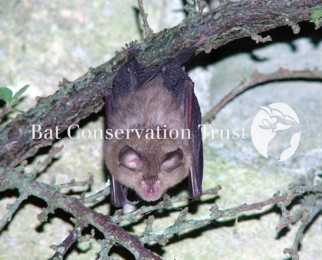 Lesser horseshoe bat