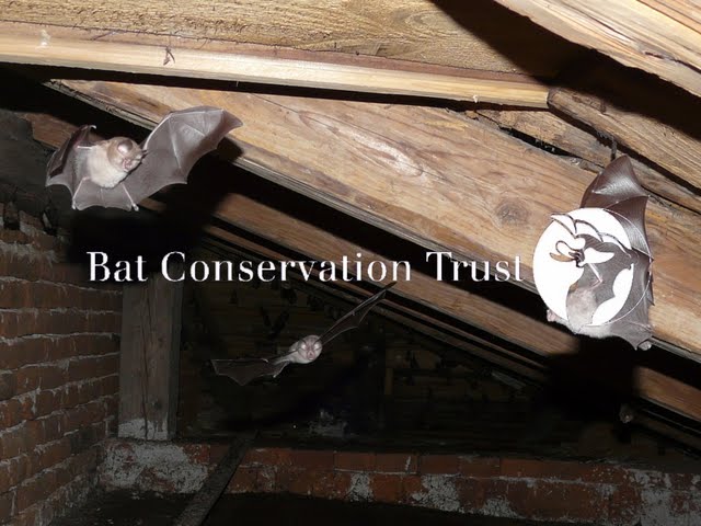 Lesser horseshoe bat