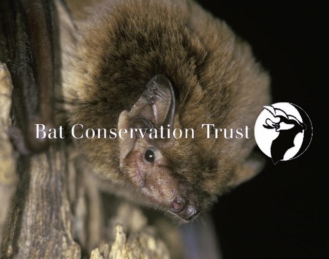 Leisler's bat