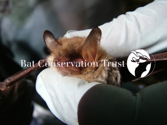 Natterer's bat