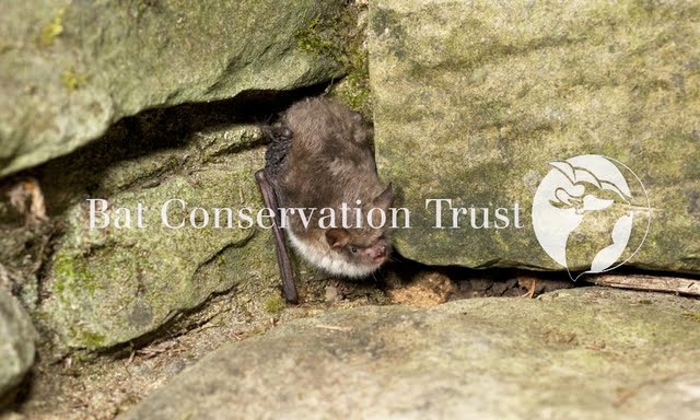 Natterer's bat