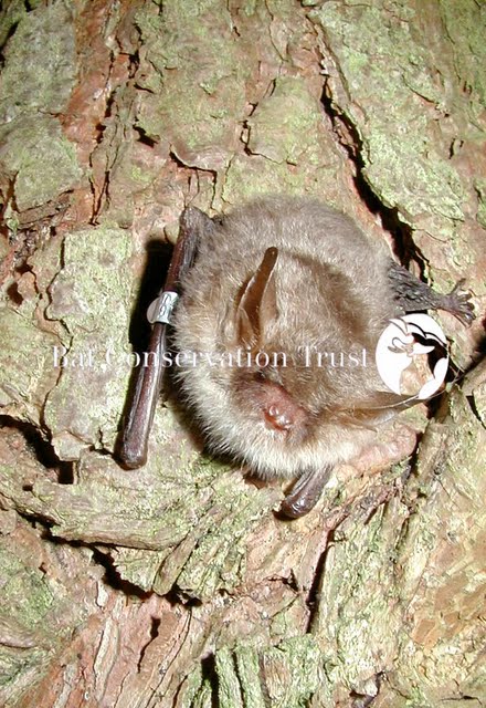 Natterer's bat