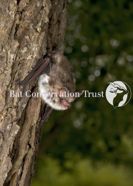 Natterer's bat