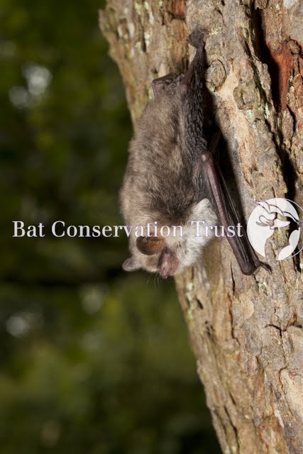 Natterer's bat