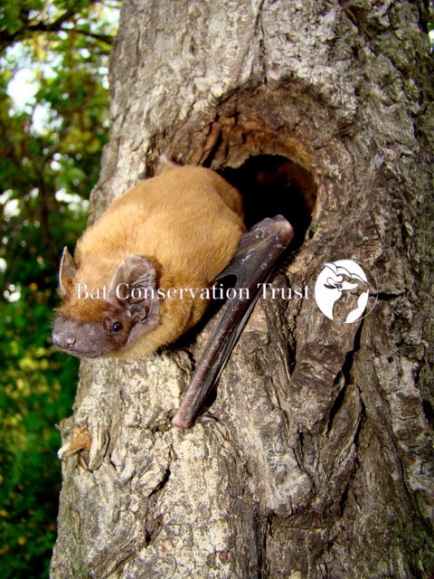 Noctule