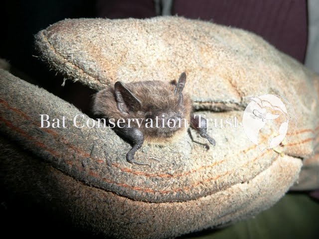 Soprano pipistrelle