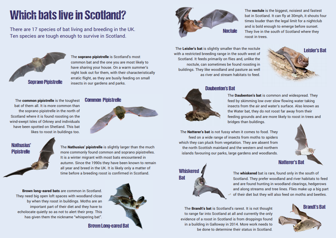 Bats in Scotland