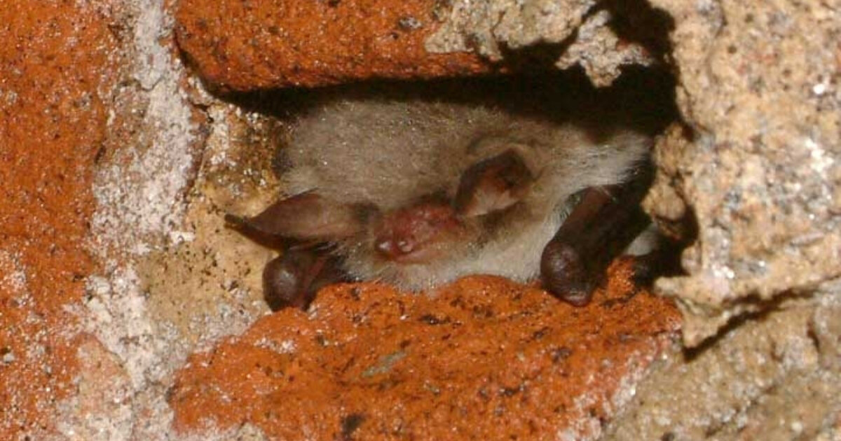 I'm working on a building with bats - Advice - Bat Conservation Trust