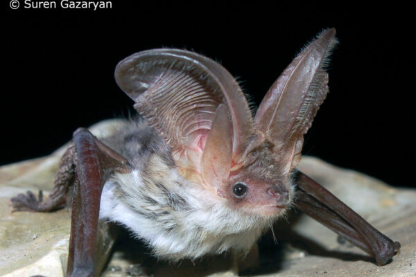 25 years of International Bat Night