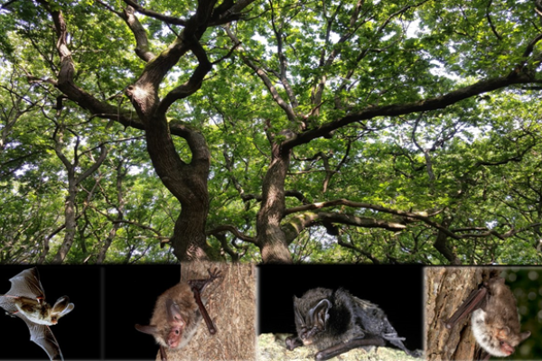 Bats and Woodland Management